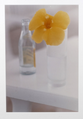 Ralph Gibson, Yellow Flower, St. Barts, photograph, 16 x 20 inches
