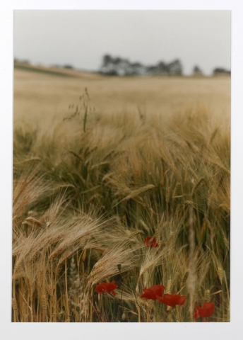 Ralph Gibson, Red Poppy Field, Bourgogne, photograph, 16 x 20 inches